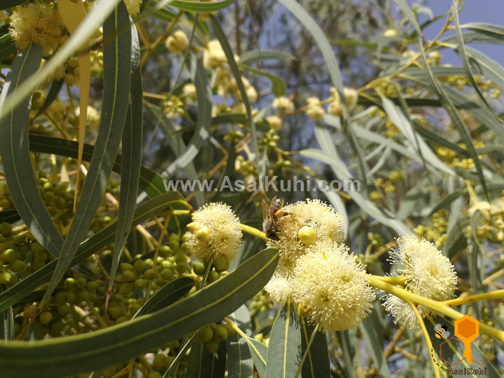 عسل اکالیپتوس چه خواصی دارد ؟